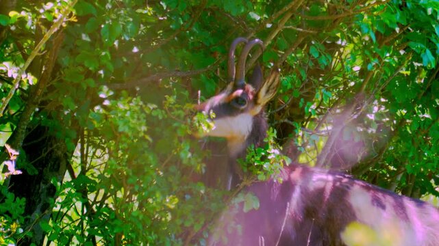 A chamois feeds on fresh green leaves in a lush summer forest. This intimate wildlife moment highlights the animal&rsquo;s natural behavior within its woodland habitat, surrounded by vibrant foliage