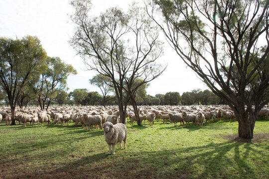 Merino ewe standing slightly in front of a large mob of sheep