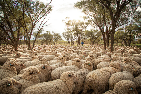 Yard full of woolly Merinos with farmer in the background