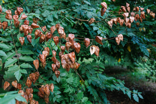 Cluster of Koelreuteria paniculata seed pods hanging on thin branches in autumn, golden rain tree dry capsules against lush green leaves background