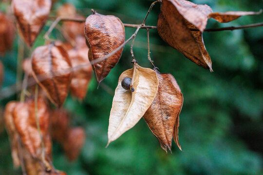 Close up of opened Koelreuteria paniculata seed pod revealing dark seed inside, golden rain tree papery capsule macro detail