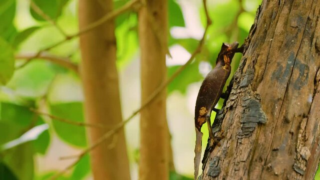 Close up of a Leaf Tailed Gecko (Uroplatus phantasticus) in tropical rainforest of Madagascar island.
