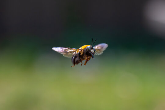 Carpenter bee captured in mid flight.