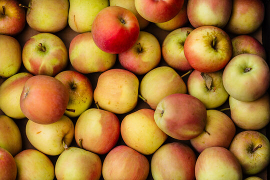 Fresh organic red green apples filling box