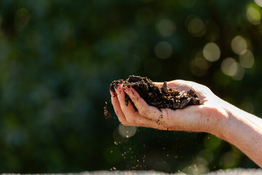 Gardeners hand holding dirt made from compost in backyard