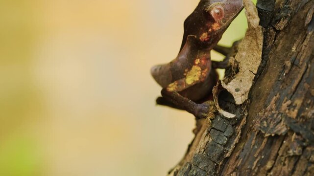 View of a Leaf Tailed Gecko (Uroplatus phantasticus) in tropical rainforest of Madagascar island