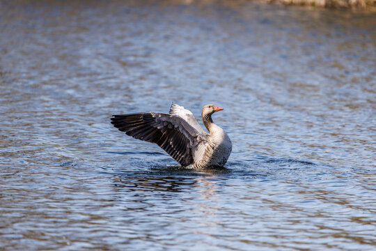 Beautiful wildlife photograph of a greylag goose spreading its wings while swimming on calm blue water.