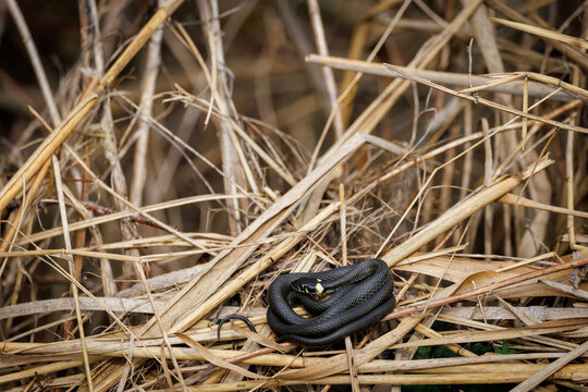 Close-up wildlife photograph of a dark snake coiled among dry reeds in its natural habitat.