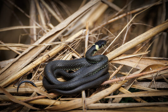 Close-up wildlife photograph of a dark snake coiled among dry reeds in its natural habitat.