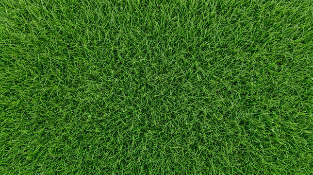 Manicured bright green grass background for golf course landscaping and high end garden turf branding 8k ultra high resolution top down view no text