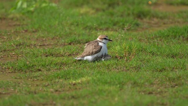 Kentish plover bird brooding chick and bobbing head on grass