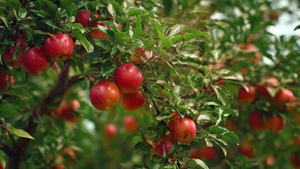 Obraz premium Vibrant red apples on branch in sunny garden orchard representing bounty of fresh seasonal harvest time.
