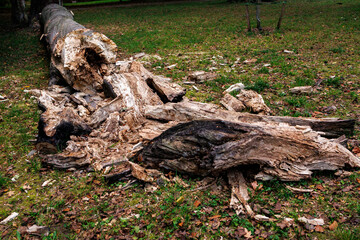 Rotten fallen tree trunk in park with severe wood decay and hollow core, urban tree disease and safety hazard © Iryna Miadzvedzeva