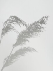 Soft shadow of reed grass on a light wall, minimal natural background with copy space © evghenia