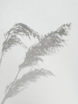 Soft shadow of reed grass on a light wall, minimal natural background with copy space