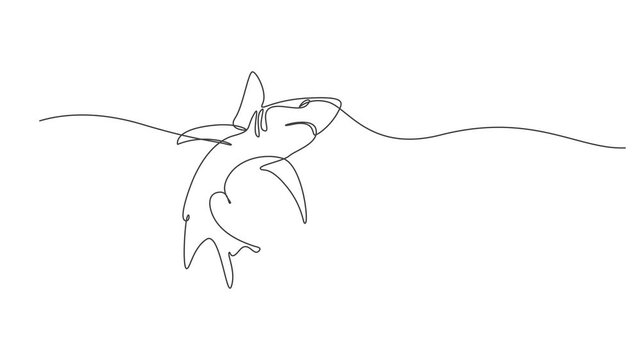 Animation Continuous one line art drawing of shark fish 