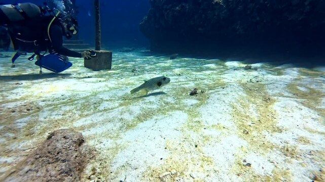 White-spotted puffer swimming over the sandy seabed near the Underwater Palace, Yoron Island, Kagoshima, Japan