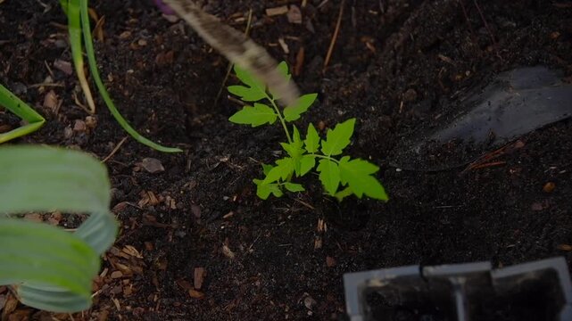 Person in gloves planting a seedling in fresh soil dirt in garden
