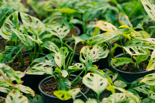 Monstera adansonii plants filling nursery, showcasing natural growth of tropical foliage with unique fenestrations, perfect for an indoor garden or design concept
