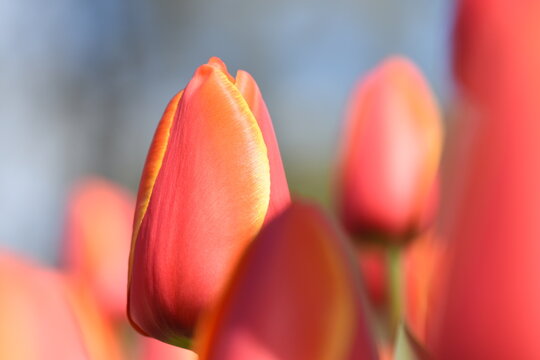 close up of red and yellow tulip