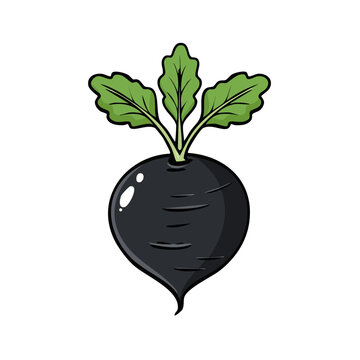 Illustration of a single black radish with green leaves