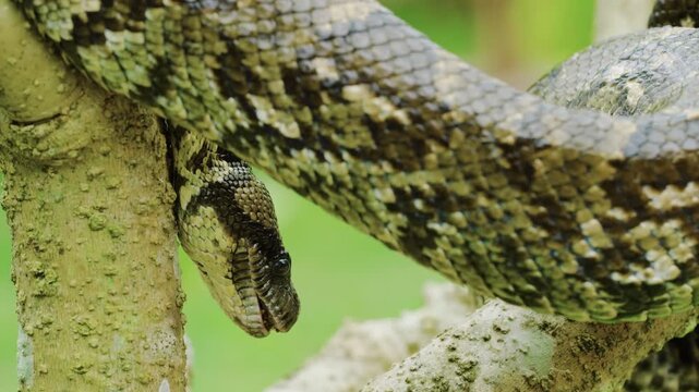 Close up of a Madagascar Tree Boa snake (Sanzinia madagascariensis) in Tropical rainforest of Madagascar island