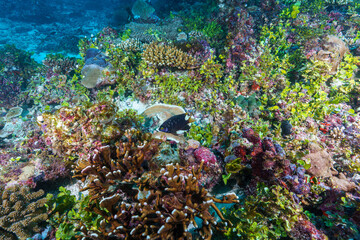 coral reef with fish and coral © Evgenios