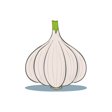 Illustration of a single ripe garlic bulb with green sprout and fibrous roots on a light grey shadow