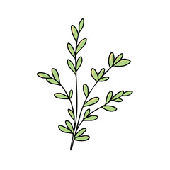 Obraz premium Simple green twig with small leaves, hand-drawn illustration, organic, botanical element