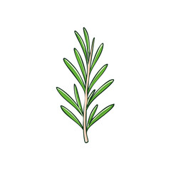 Obraz premium A simple illustration of a vibrant green rosemary sprig with narrow leaves