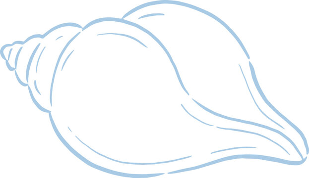 conch shell 