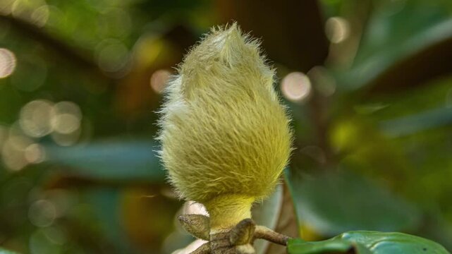 Transformation of a flower from seed to bloom