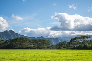 Obraz premium Lush green field stretches toward forested mountains beneath bright blue sky and towering tropical clouds, Kauai Hawaii 