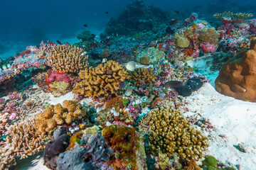 coral reef in the sea © Evgenios