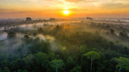 Fototapeta premium Golden sun rises above misty forest canopy