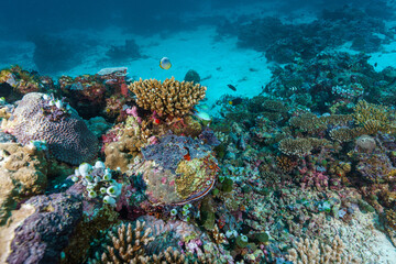 coral reef © Evgenios