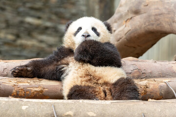 Cute Little baby panda is licking his paw, Wolong panda base © foreverhappy
