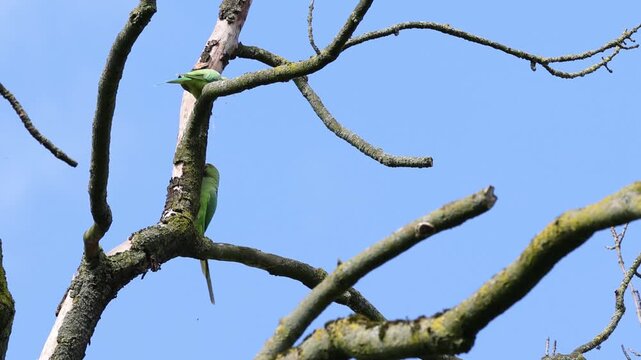 Rose-ringed parakeets on bare branches against a blue sky, green parakeet in a tree, rose-ringed parakeet climbing around in the tree, Psittacula krameri