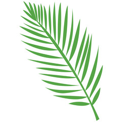 Obraz premium Tropical palm fern frond branch, vector flat illustration of botanical foliage for jungle and exotic plant design