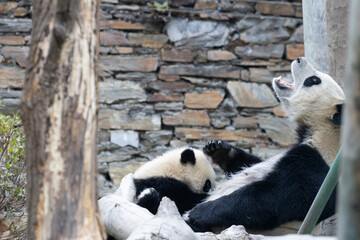 Fototapeta premium Mother Panda is feeding milk to her cub