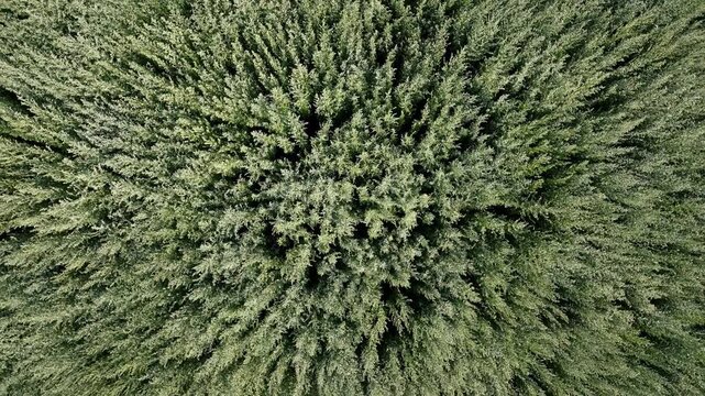 Aerial top view of wormwood field forming natural pattern