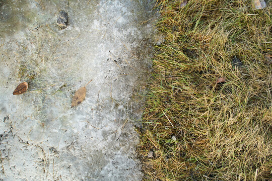 Awakening of nature after winter: First green grass appearing under melting snow
