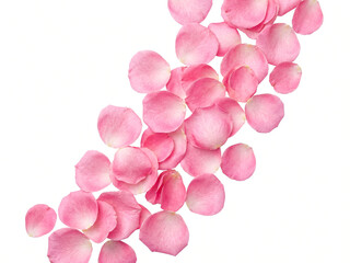 Fototapeta premium Soft pink rose petals scattered in elegant arrangement isolated on white background.