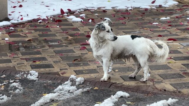 A white dog stands on a brick walkway with snow patches outdoors, alert pet in winter yard scene, quiet animal moment, cold season