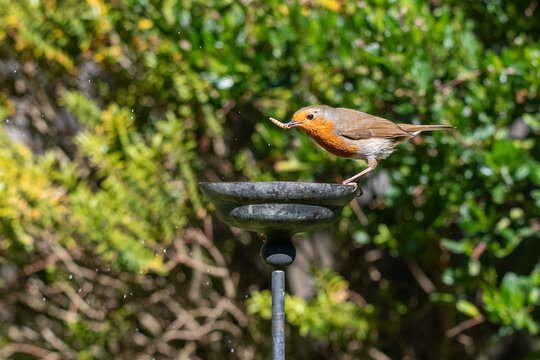 European robin taking rehydrated meal worms from a small garden water bowl