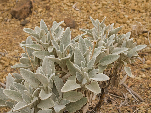  canary island white sage growing on a rocky soil - Sideritis oroteneriffae 