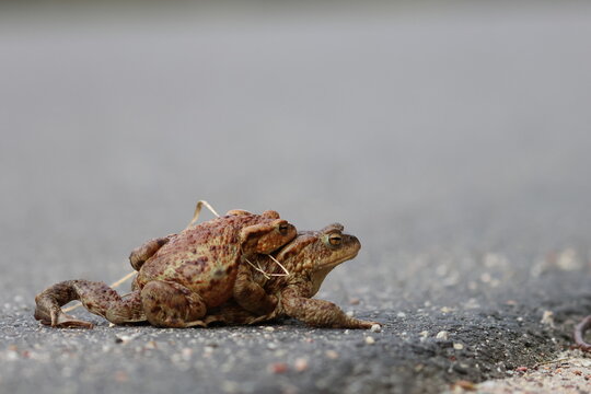 common toad