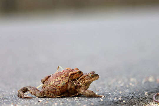 common toad