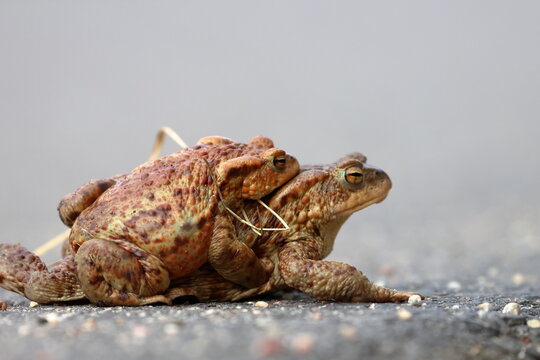 common toad