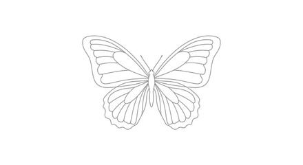 Fototapeta premium Outline butterfly illustration, simple line art, isolated on white background, elegant design